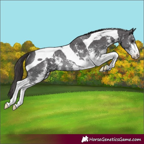 Horse Color:Smoky Black Sabino Tobiano Varnish Rabicano 