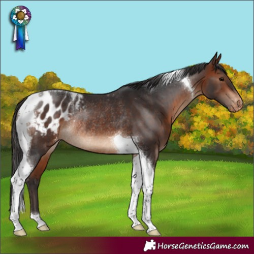 Horse Color:Bay Tobiano Blanket Rabicano 