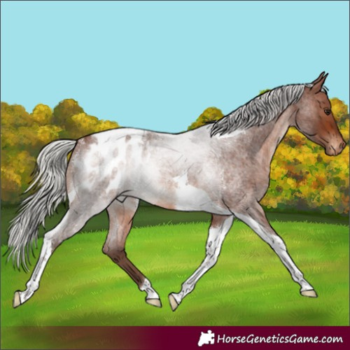 Horse Color:Silver Brown Roan Tobiano Blanket Rabicano 