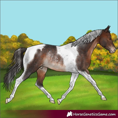 Horse Color:Brown Tobiano Varnish Rabicano 