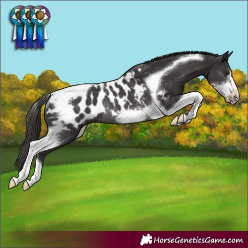 Horse Color:Smoky Black Tobiano Frame Blanket Rabicano