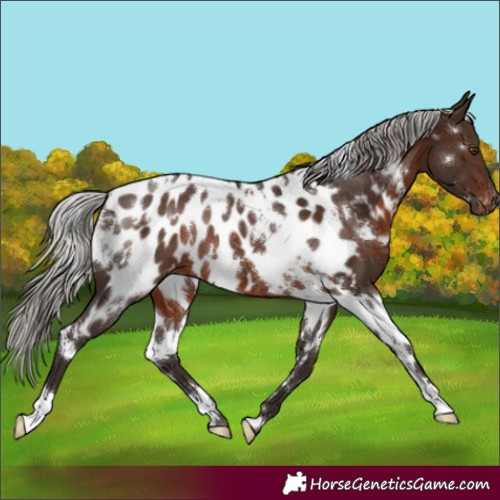 Horse Color:White Spotted Silver Brown Near Leopard Rabicano