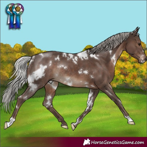Horse Color:White Spotted Silver Black Rabicano 