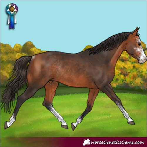 Horse Color:Bay Sabino Rabicano 