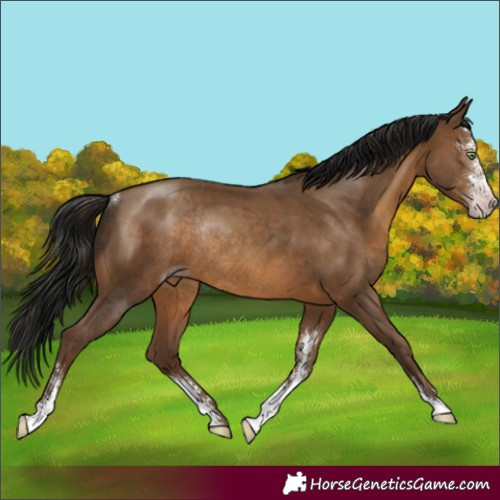 Horse Color:Gray Sable Champagne Sabino Rabicano 