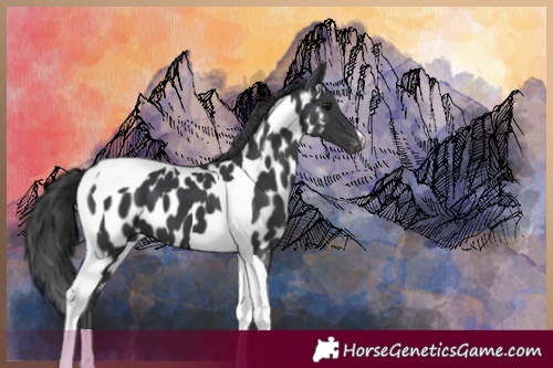 Horse Color:Black Tobiano Near Leopard 