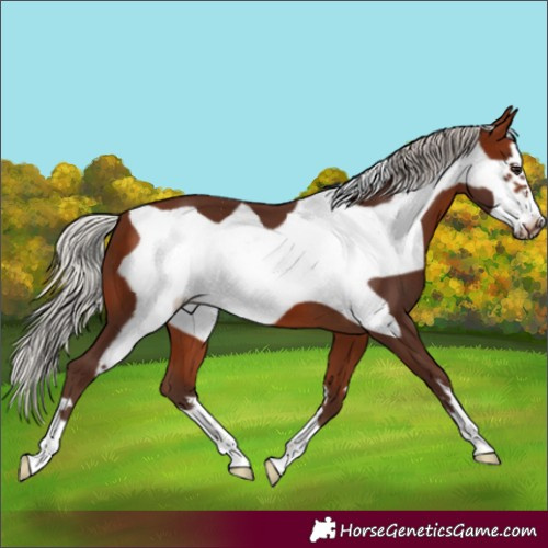 Horse Color:Silver Bay Frame
