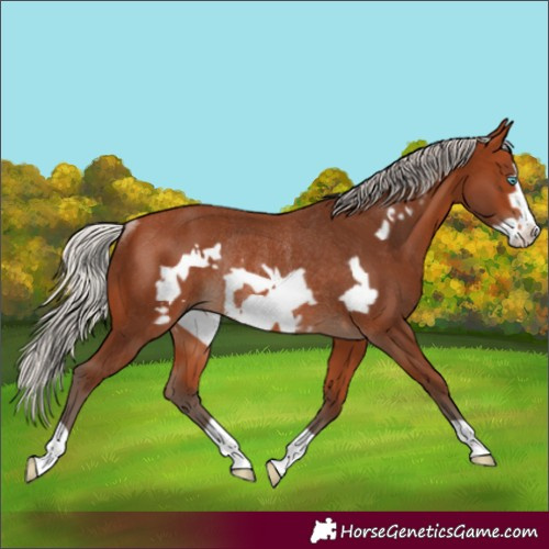 Horse Color:Silver Bay Frame Rabicano 