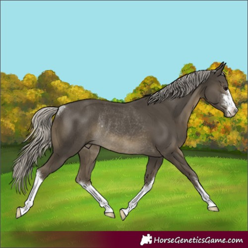 Horse Color:White Spotted Silver Smoky Black Rabicano 