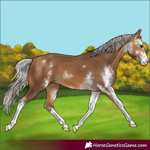 Horse Color:Silver Buckskin Sabino 