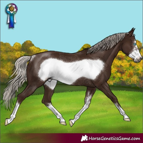 Horse Color:Gray Silver Black Sabino Frame Rabicano