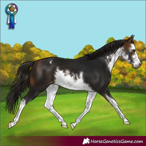 Horse Color:Gray White Spotted Buckskin Varnish