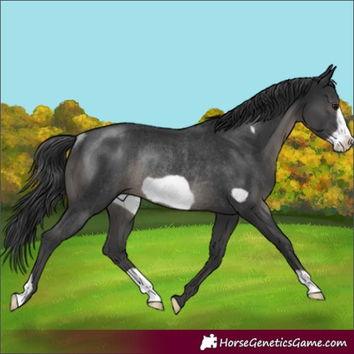 Horse Color:Black Frame Rabicano