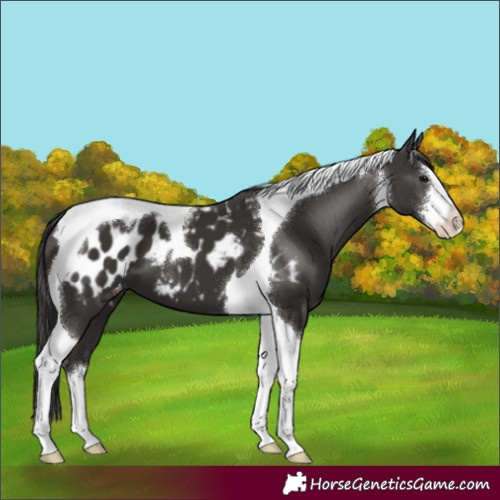 Horse Color:White Spotted Smoky Black Tobiano Blanket 