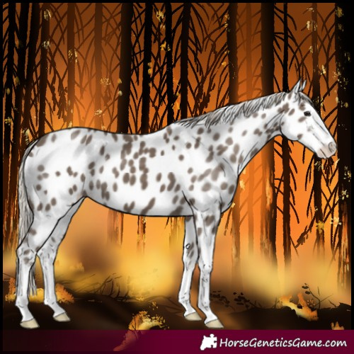 Horse Color:White Spotted Silver Smoky Black Near Leopard