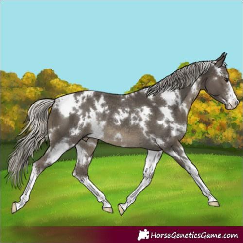 Horse Color:White Spotted Silver Smoky Black Rabicano