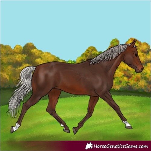 Horse Color:Silver Brown 