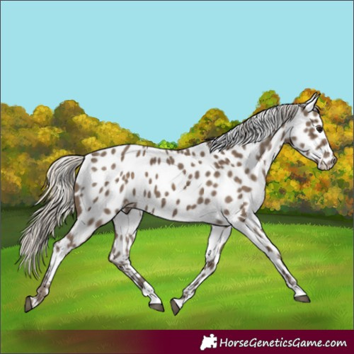 Horse Color:Silver Smoky Black Near Leopard 