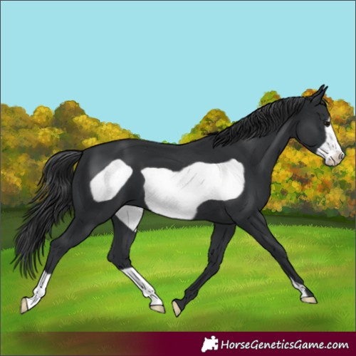 Horse Color:Black Frame