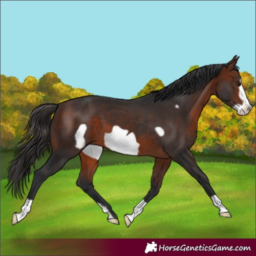 Horse Color:Bay Frame 