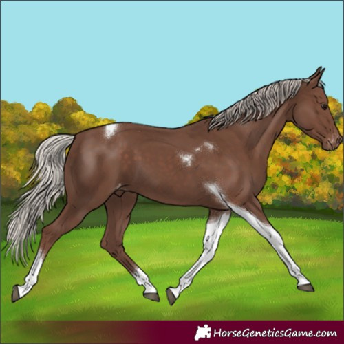 Horse Color:Silver Black Tobiano Varnish 