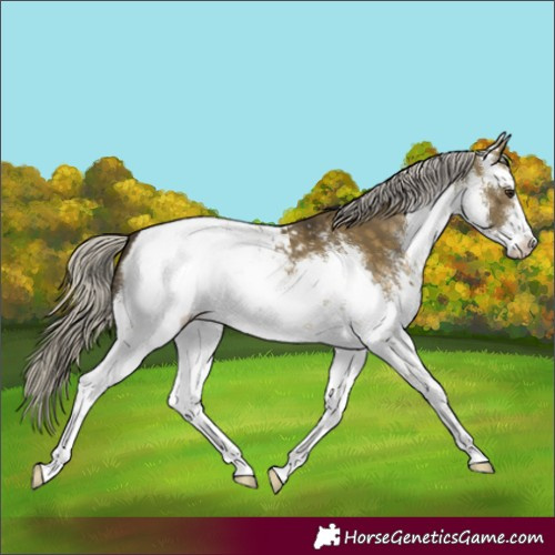 Horse Color:White Spotted Silver Buckskin Dun Snowcap