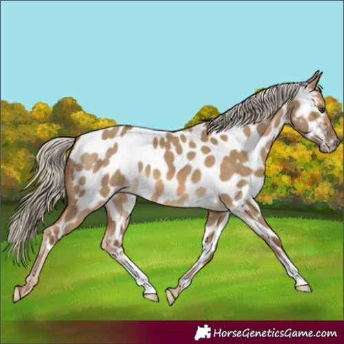 Horse Color:Chocolate Palomino Dun Near Leopard 