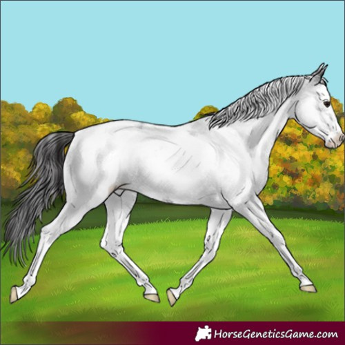Horse Color:White Spotted Smoky Black 