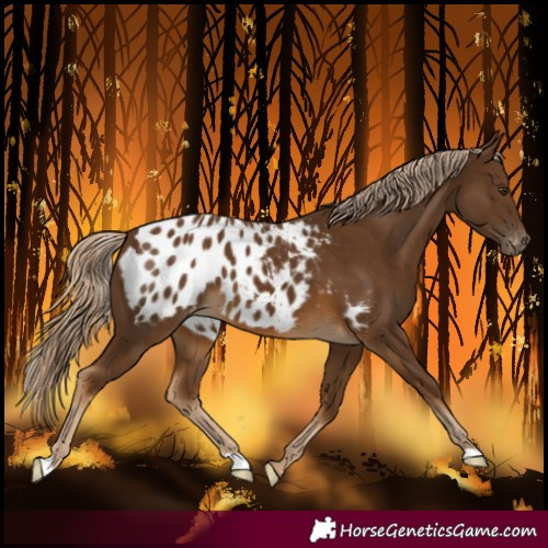 Horse Color:Chocolate Palomino Blanket 