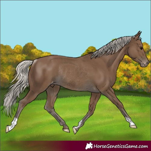 Horse Color:Silver Smoky Black Varnish Rabicano