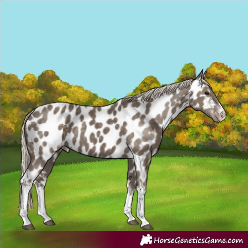 Horse Color:White Spotted Silver Smoky Black Near Leopard