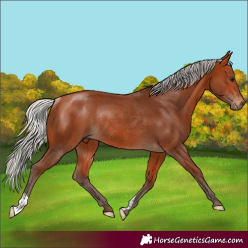 Horse Color:Silver Bay Rabicano 