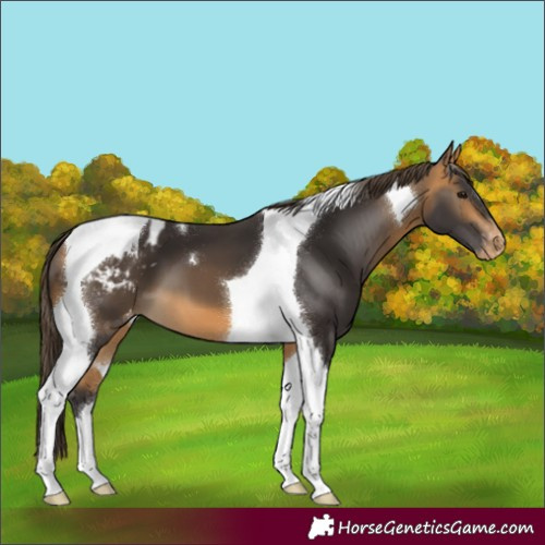 Horse Color:Buckskin Tobiano Blanket 