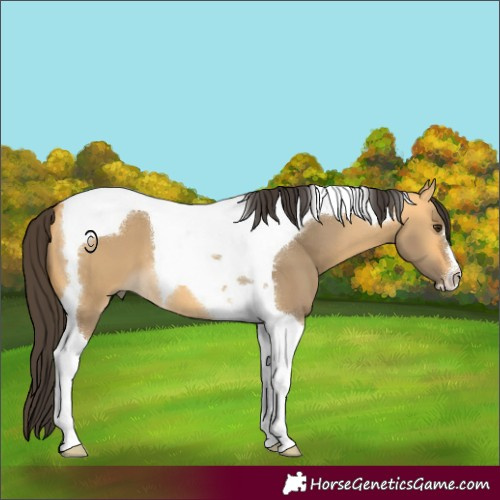 Horse Color:Buckskin Dun Tobiano
