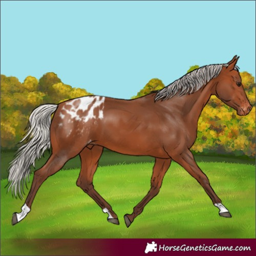 Horse Color:Silver Bay Blanket