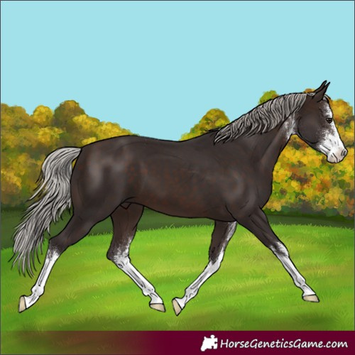 Horse Color:White Spotted Silver Brown 