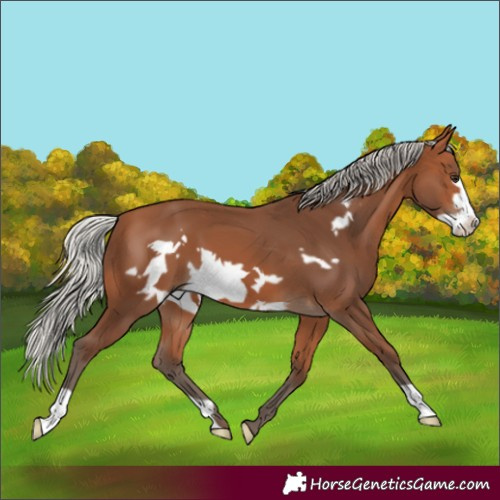 Horse Color:Silver Bay Frame