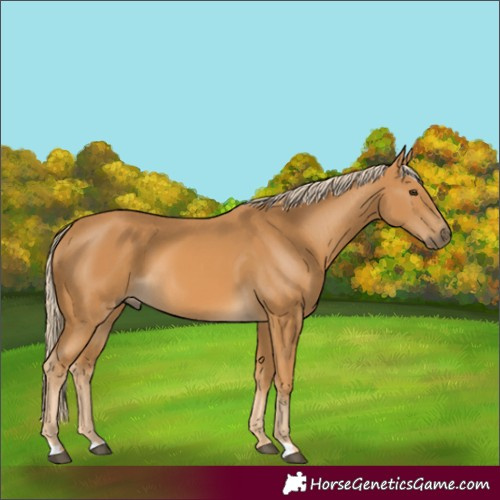 Horse Color:Palomino 