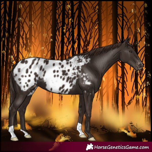 Horse Color:Liver Chestnut Blanket 