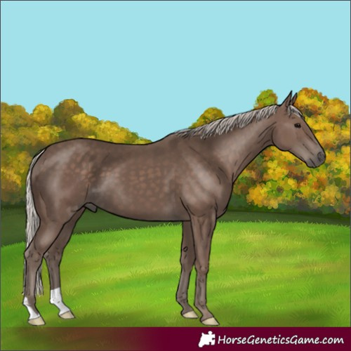 Horse Color:Silver Black