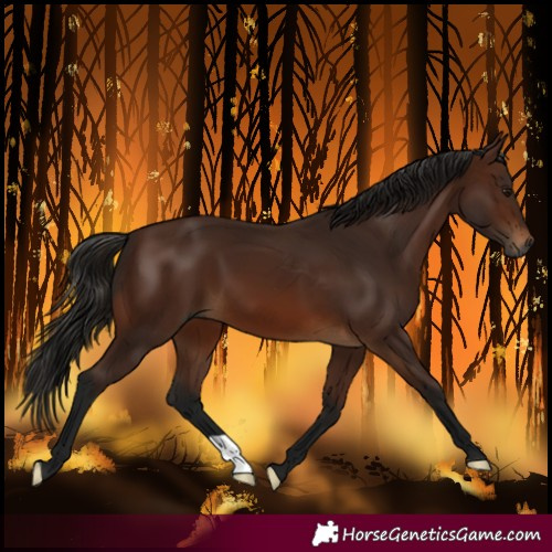 Horse Color:Gray Bay 