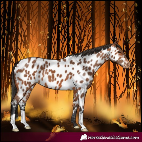 Horse Color:Bay Near Leopard 