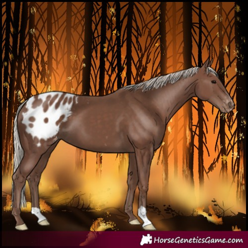 Horse Color:Silver Black Blanket