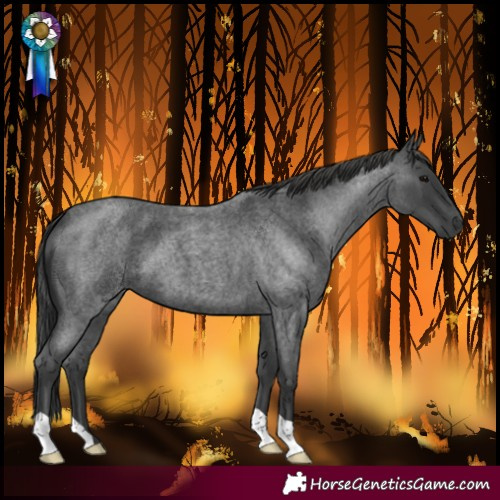 Horse Color:Blue Roan