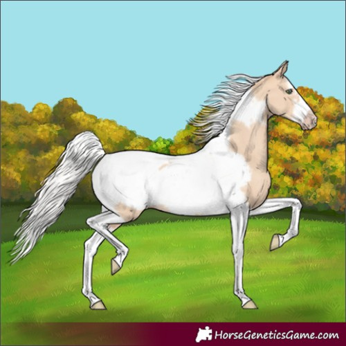 Horse Color:Silver Classic Champagne Dun Splash Tobiano Frame Rabicano