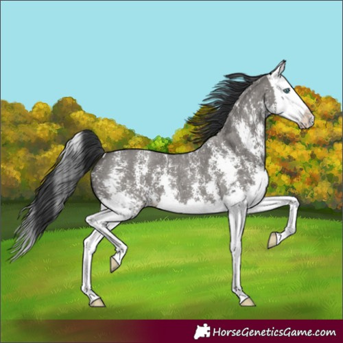 Horse Color:Grullo Sabino Splash 
