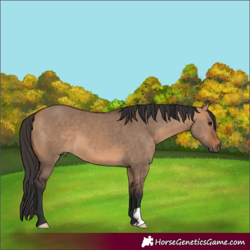 Horse Color:Bay Dun 
