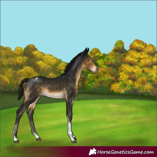 Horse Color:Gray Buckskin Mushroom Tobiano Varnish 