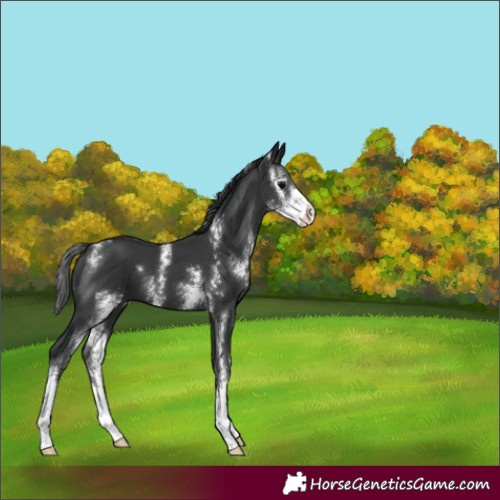 Horse Color:Black Sabino 