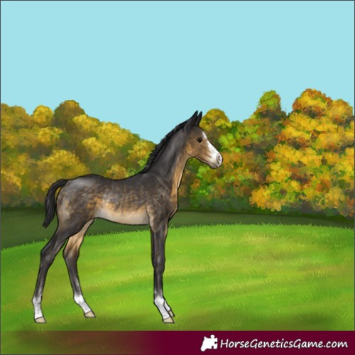 Horse Color:Buckskin Rabicano